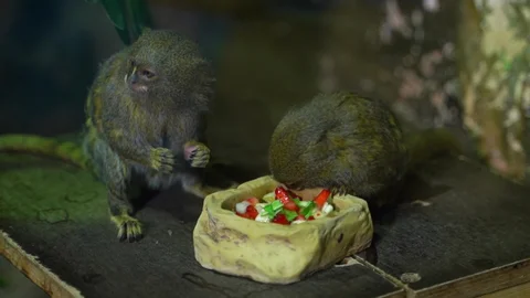 What Do Pet Marmoset Monkeys Eat In Captivity?