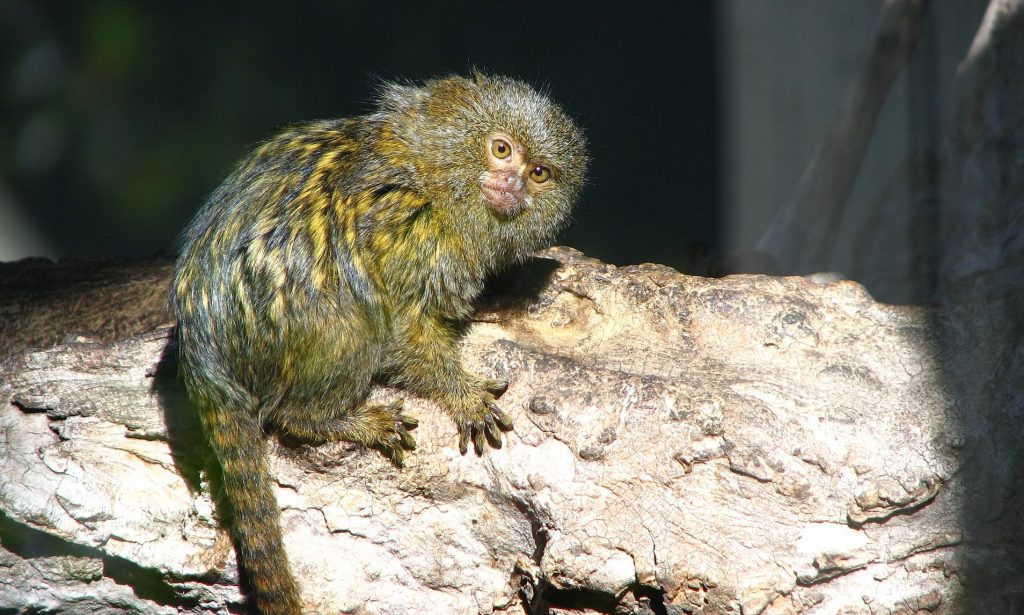 Full grown finger monkey