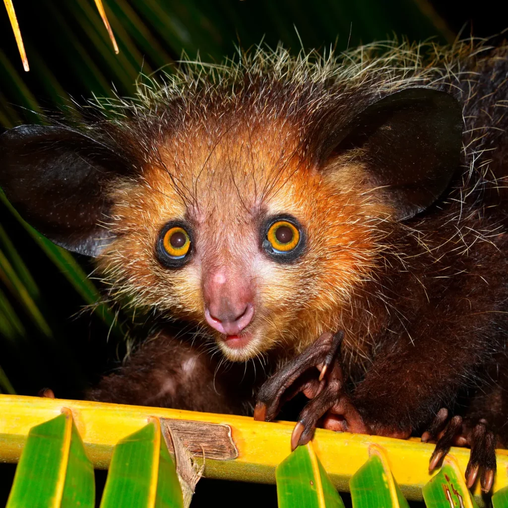  Aye-Aye