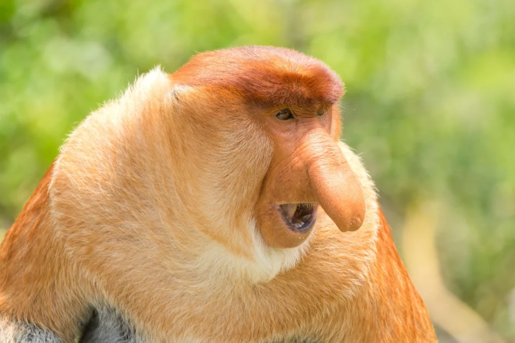 Proboscis Monkey