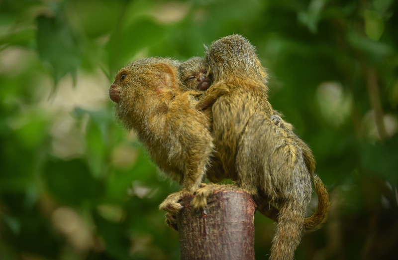 Finger Monkey's Life In The Wild