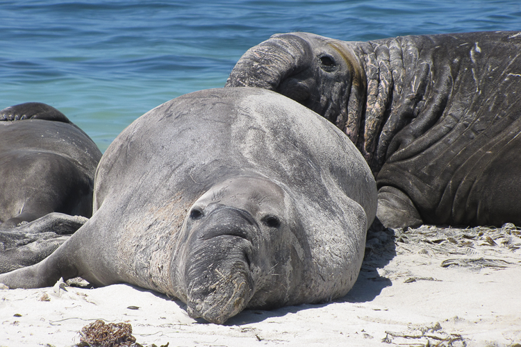 Elephant Seal