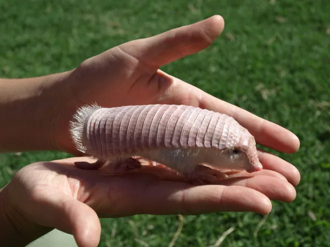 Pink Fairy Armadillo 