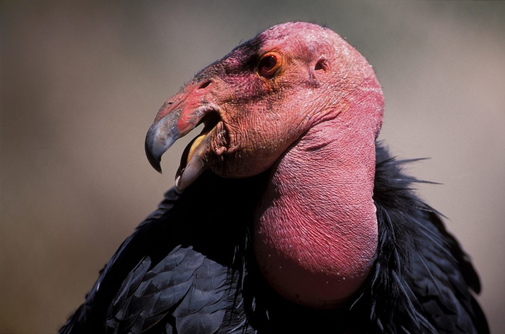 California Condor