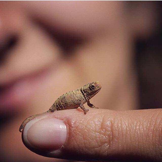 Brookesia Micra Chameleon