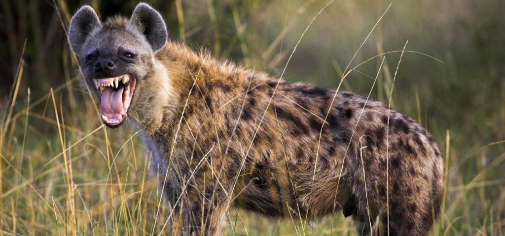 Hyenas