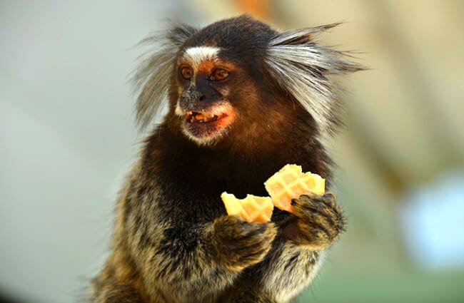 Pygmy Marmoset Food Habit