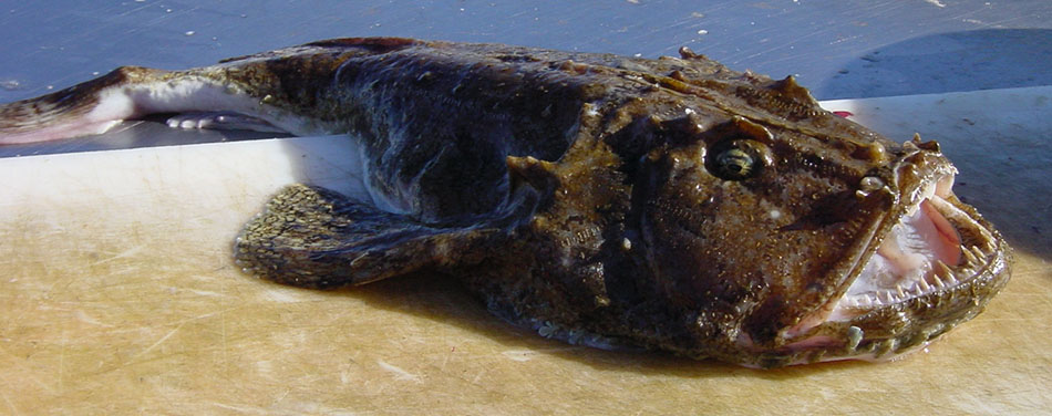 Monkfish