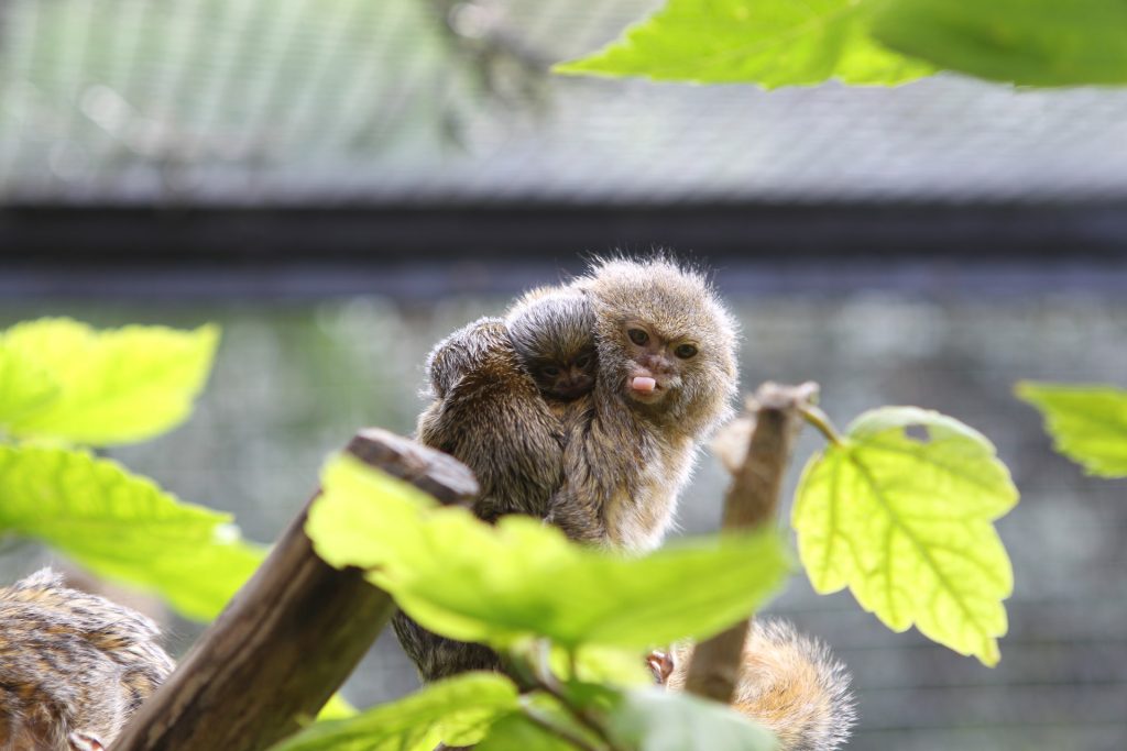 Pygmy Marmoset - Food Habit In The Wild