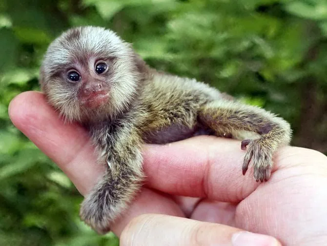 What does Baby Pygmy Marmoset Eat?