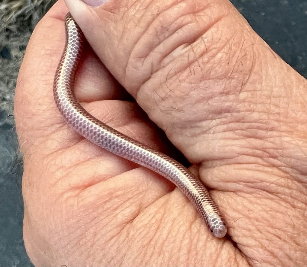 Slender Blind Snakes