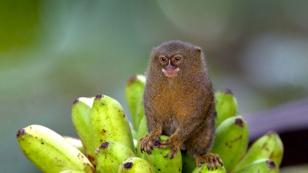 What do Pygmy Marmosets eat? In The Wild & In Captive