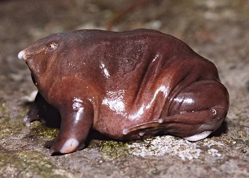 Purple Frog