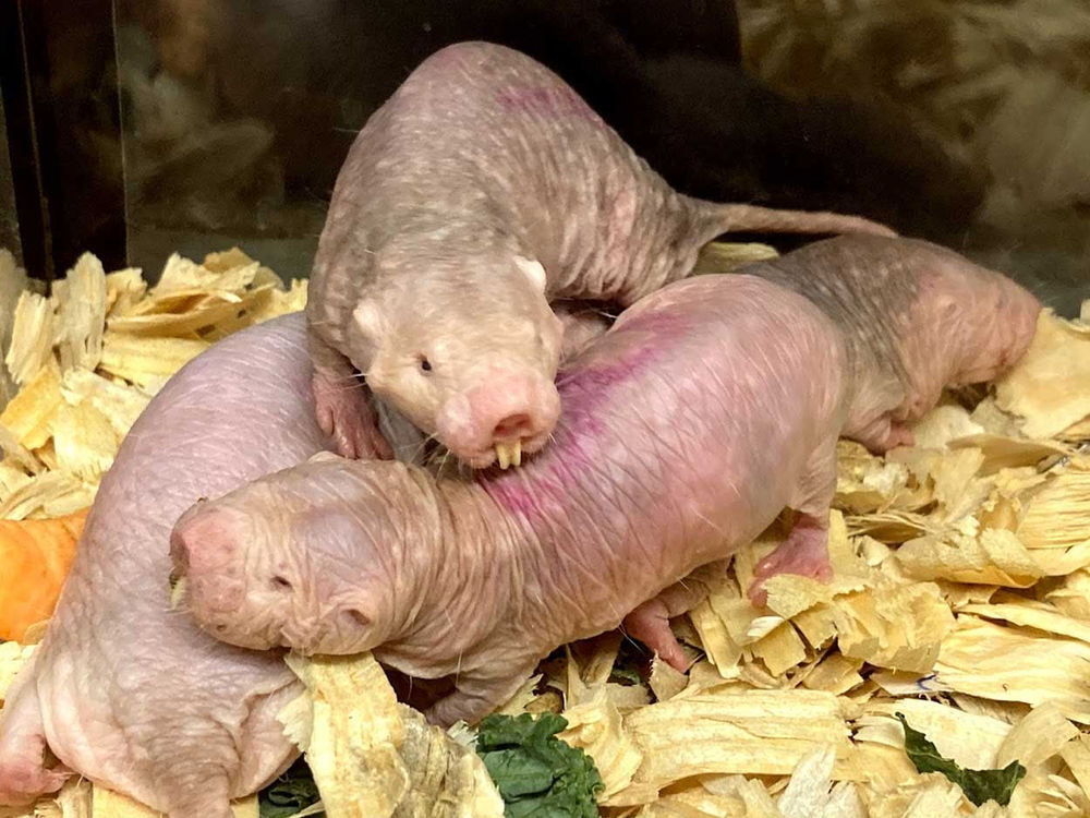 Naked Mole Rat