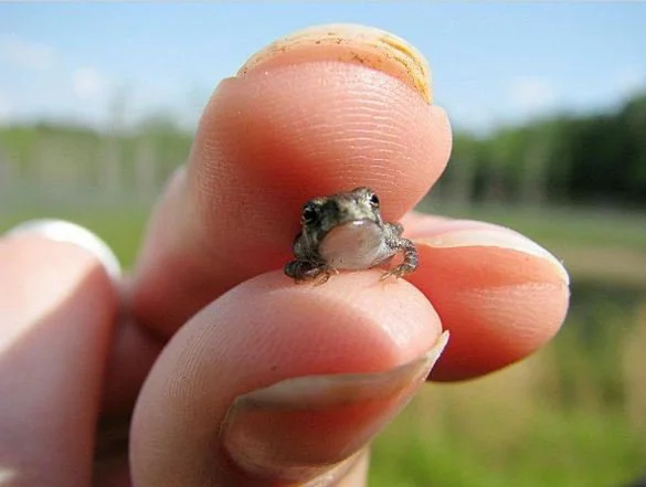 Paedophryne Amauensis Frog