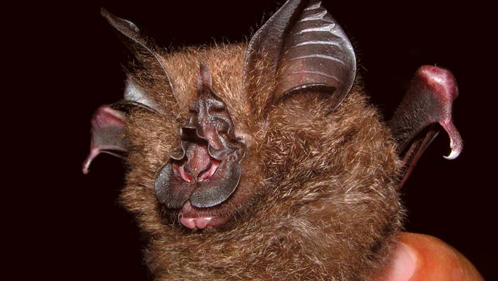 Horseshoe Bat