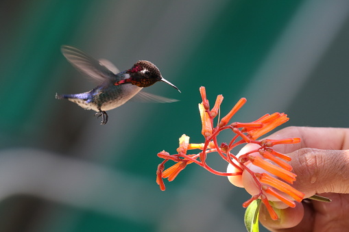 Bee Hummingbird