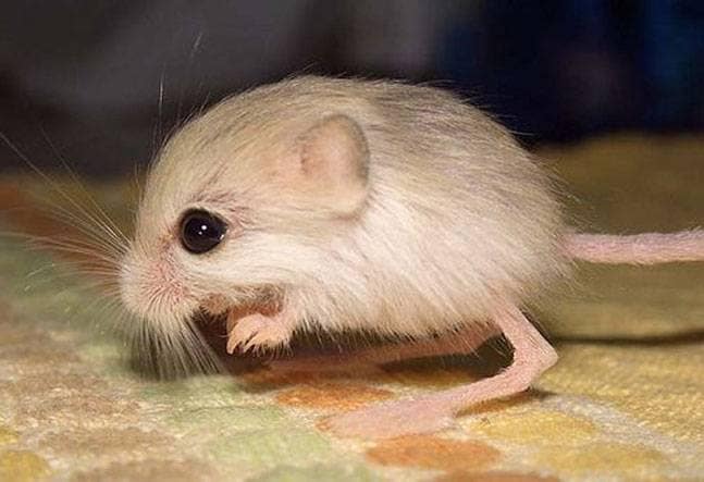 Baluchistan Pygmy Jerboa