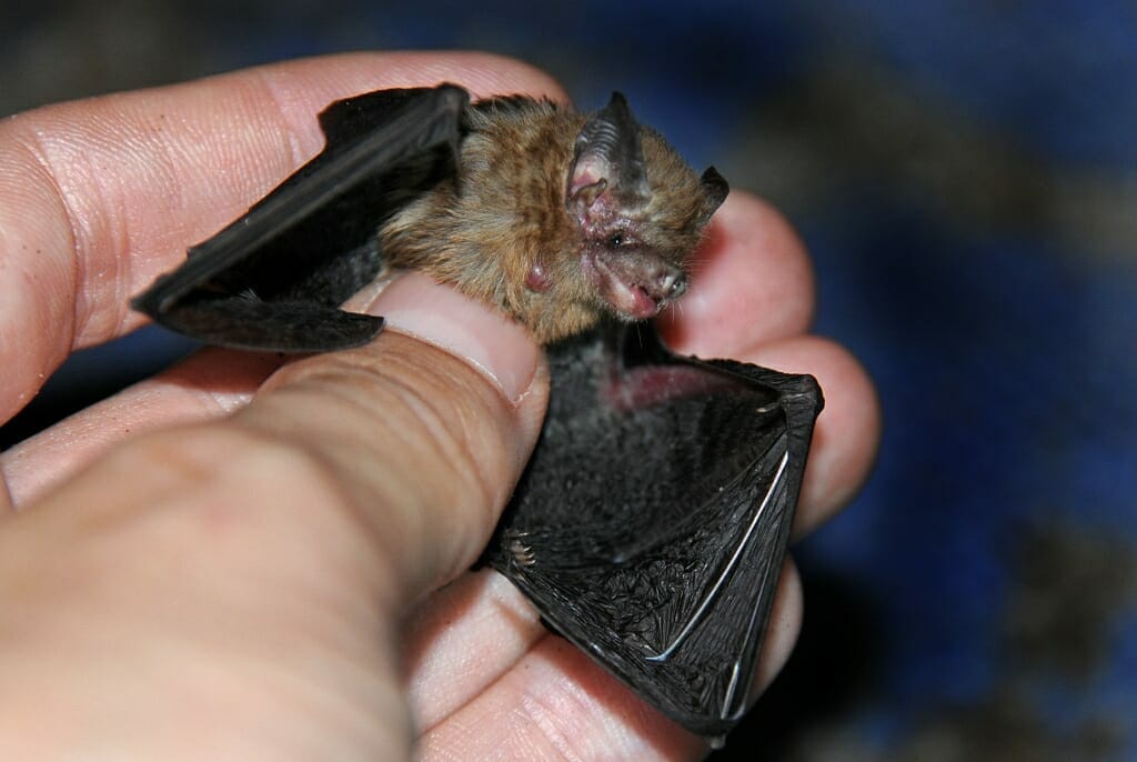 Kitti’s Hog-Nosed Bat