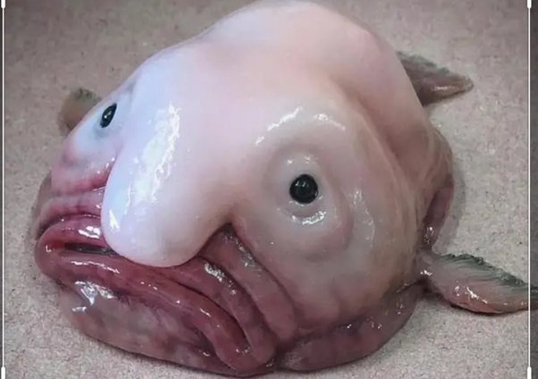 Blobfish