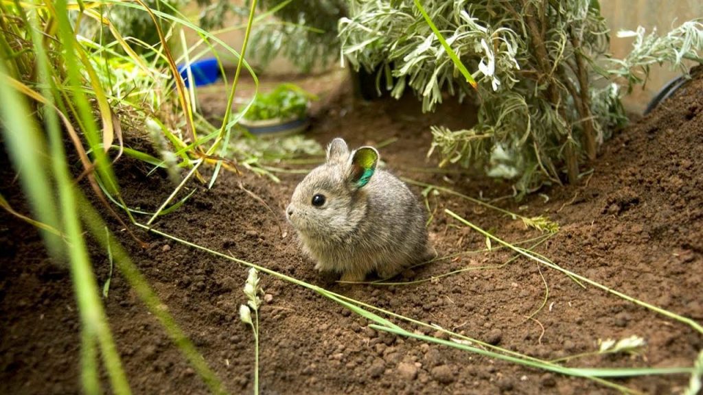 The Pygmy Rabbit