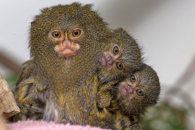 Comparison of the Life Span of Finger Monkeys