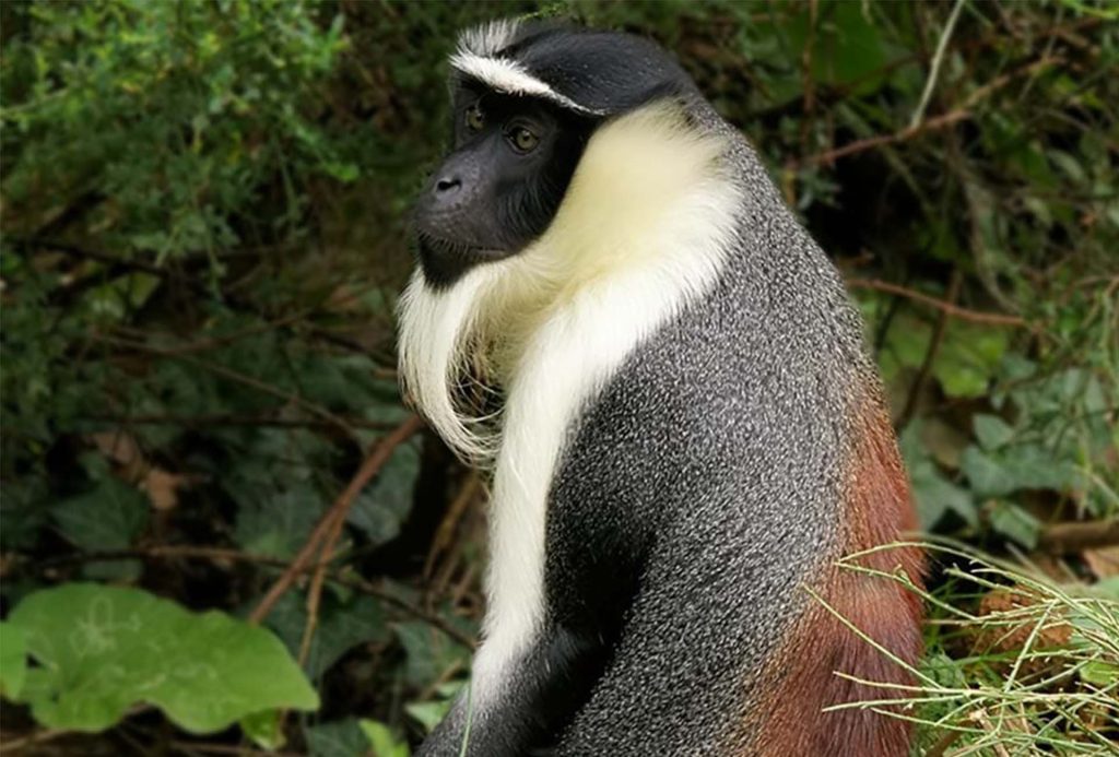 The White-thighed Colobus