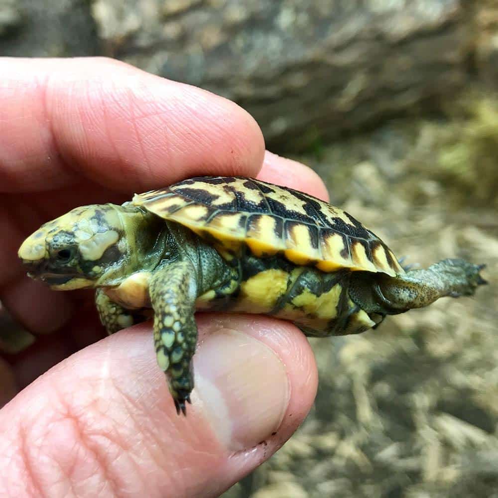 Speckled Padloper Tortoise