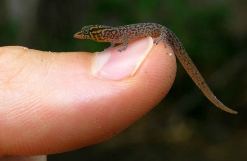 Jaragua dwarf gecko