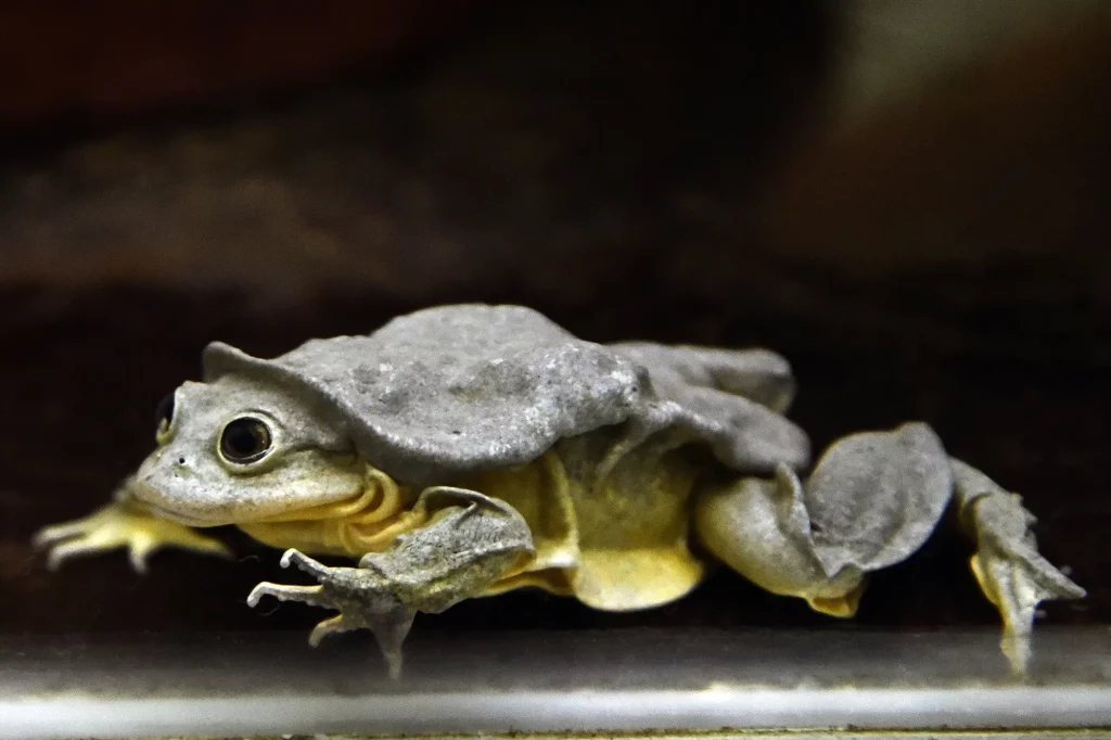 Titicaca Water Frog