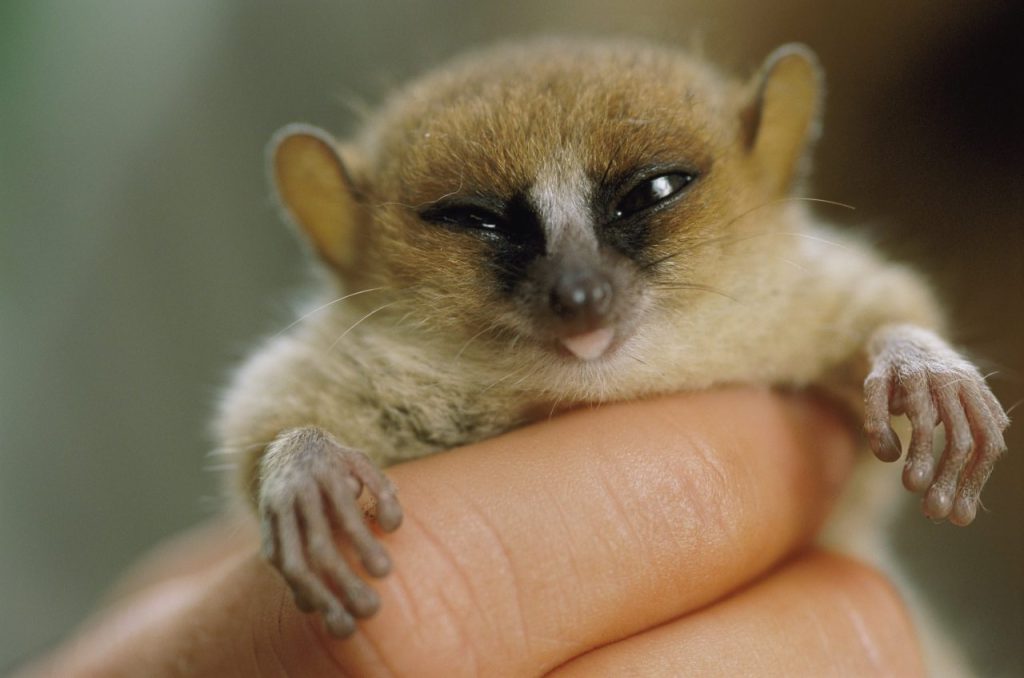 Madame Berthe’s Mouse Lemur