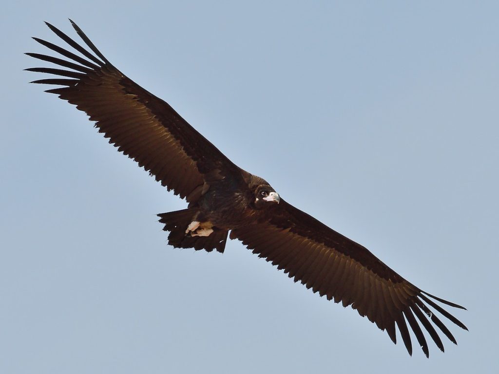 Eurasian Black Vulture