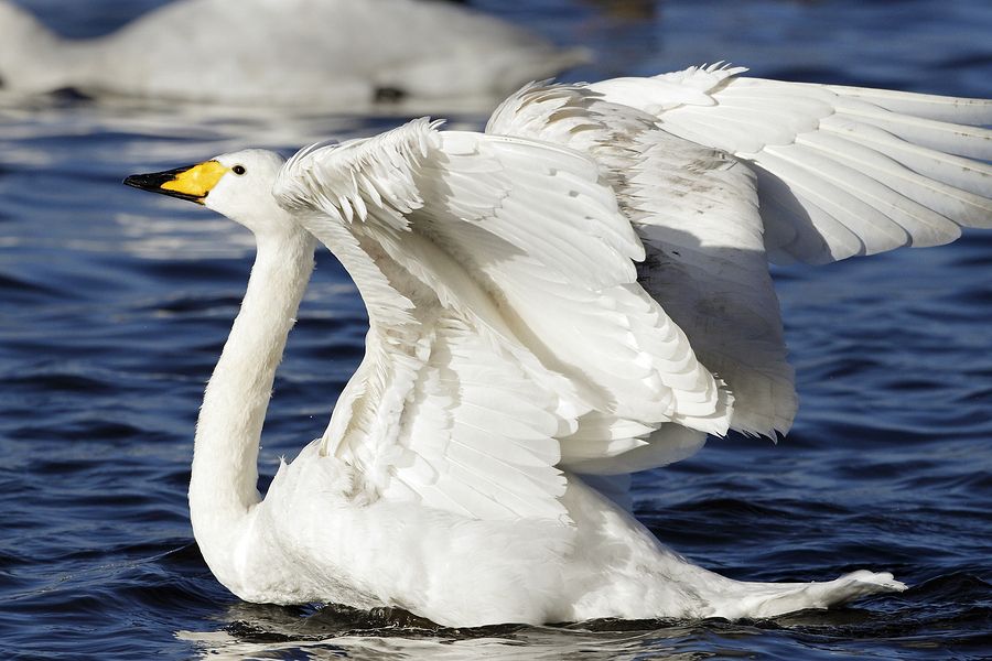 Whooper Swan