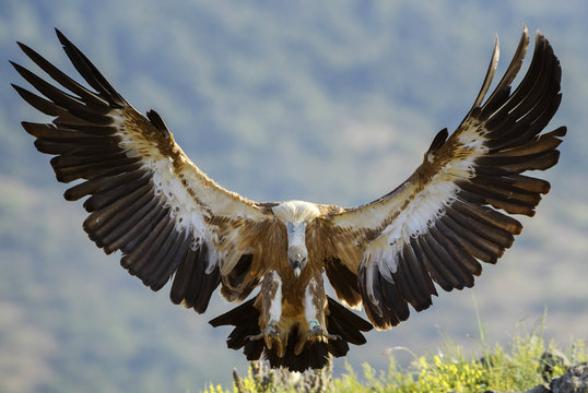 Himalayan Vulture