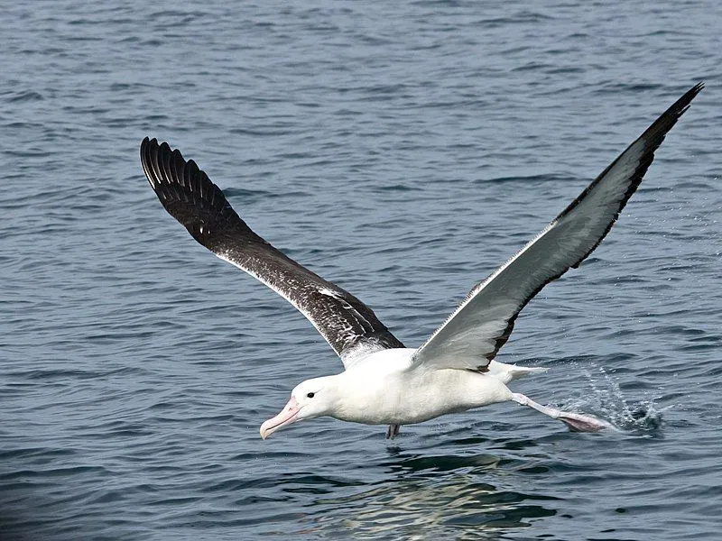 Southern Royal Albatross