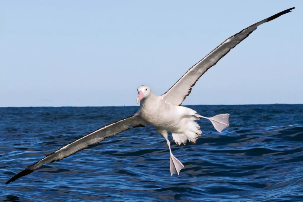 Wandering Albatross