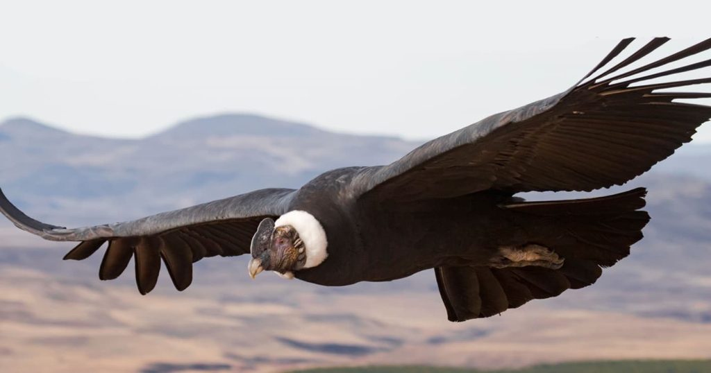 Andean Condor