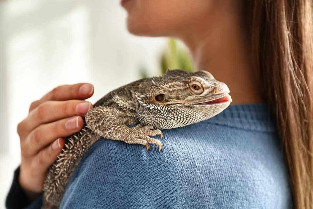 pet bearded Dragons like to be held?