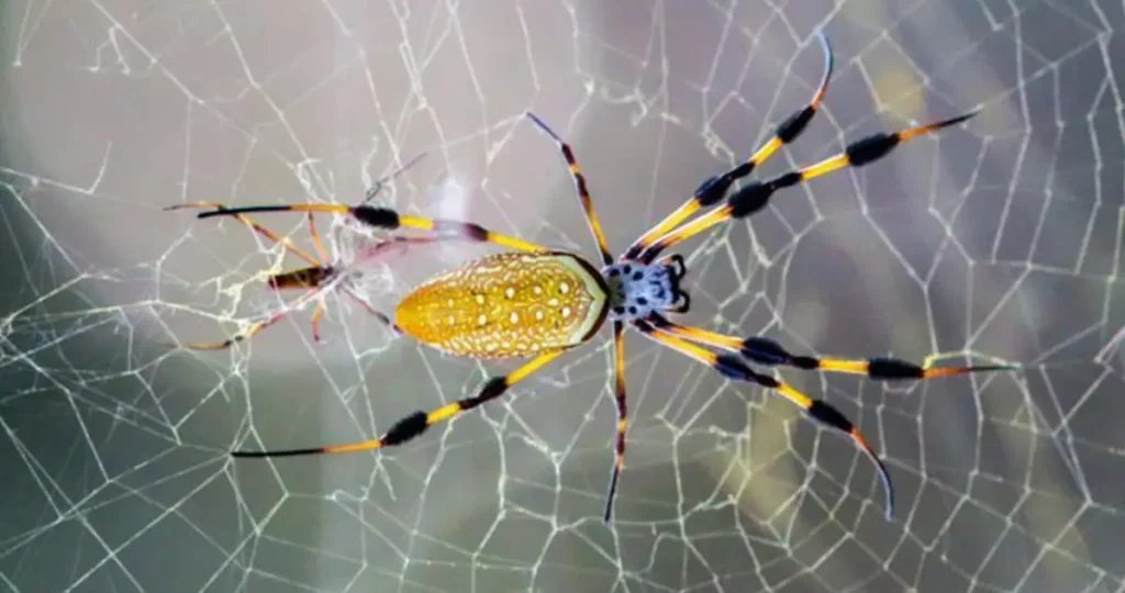 Golden silk orb-weaver