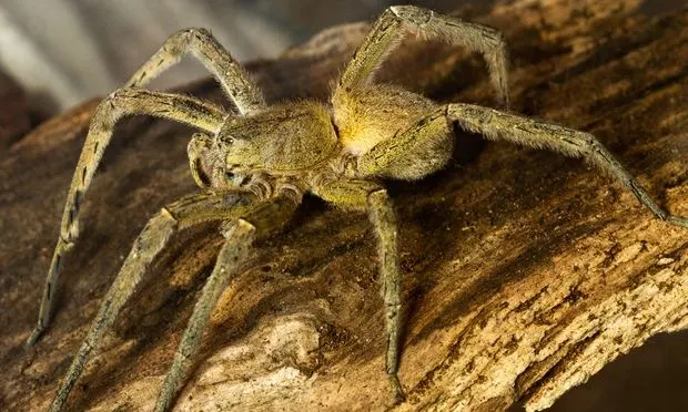  Brazilian Wandering Spider