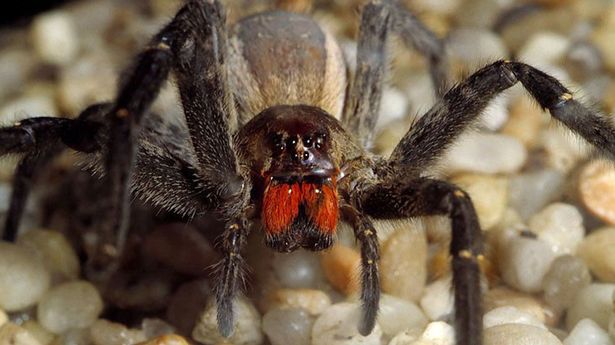 Red-Faced Banana Spider