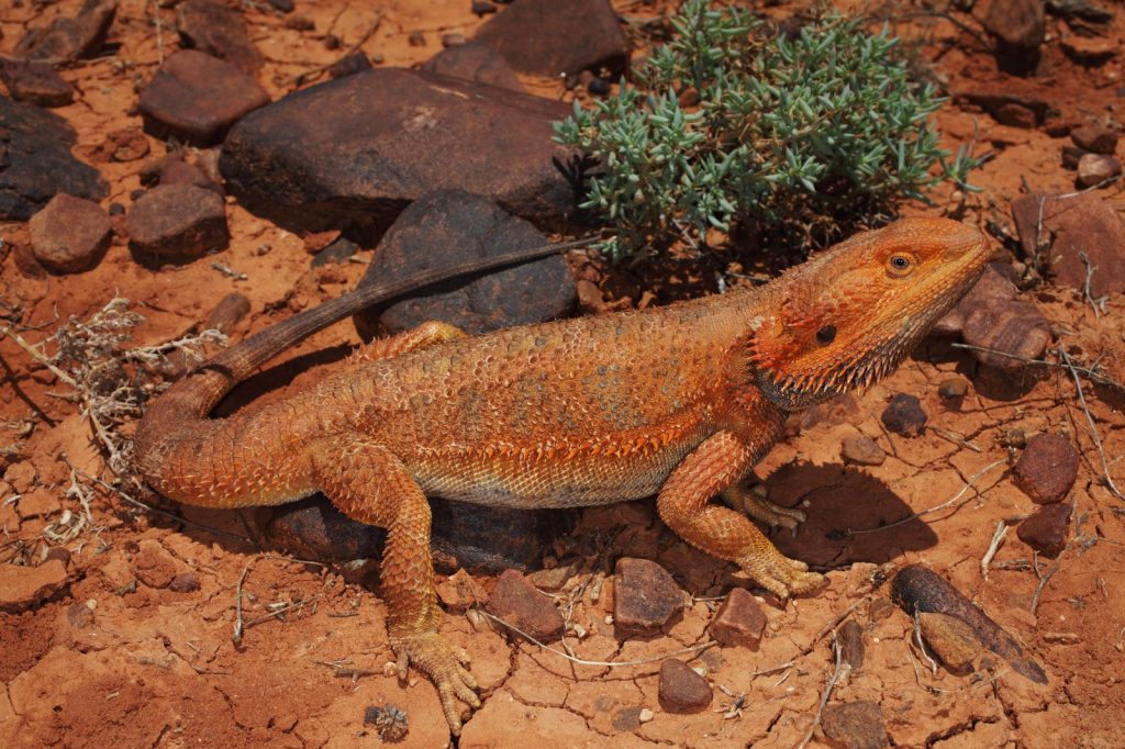 How Long Do Bearded Dragons Live? - Lifespan In Wild & Captivity