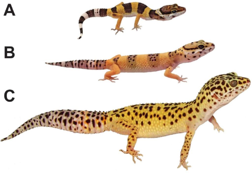 Leopard Geckos Life Stages