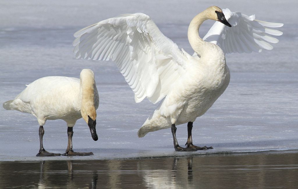 Trumpeter Swan

