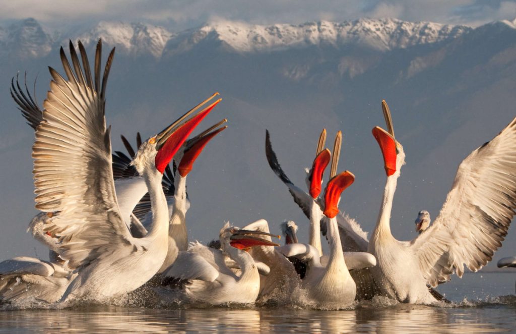 Dalmatian Pelican