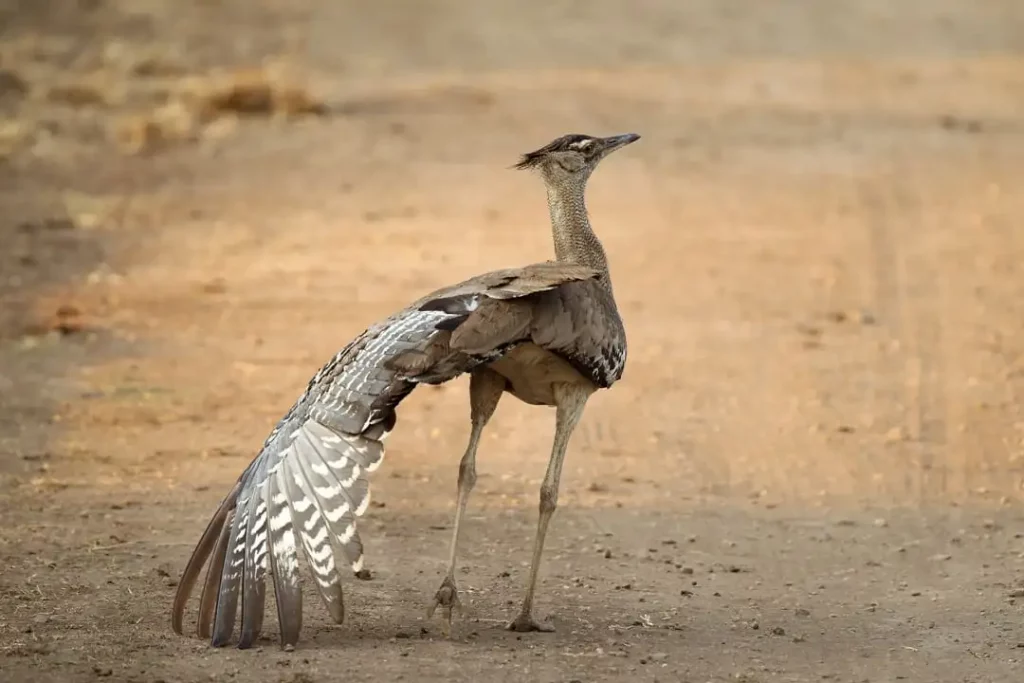 Kori Bustard