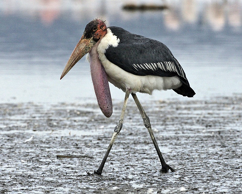 Maribou Stork