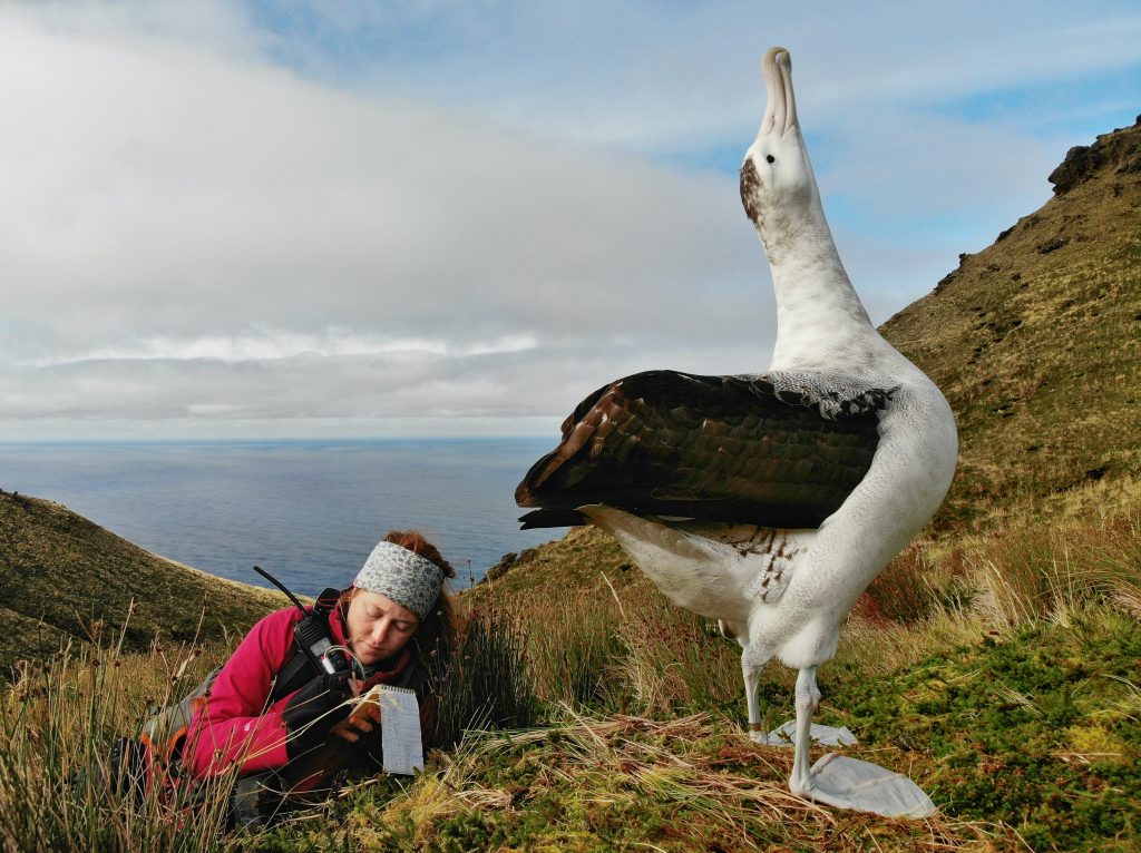 Tristan Albatross