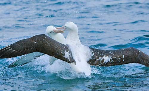 Northern Royal Albatross