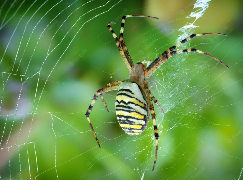 Tiger Spider